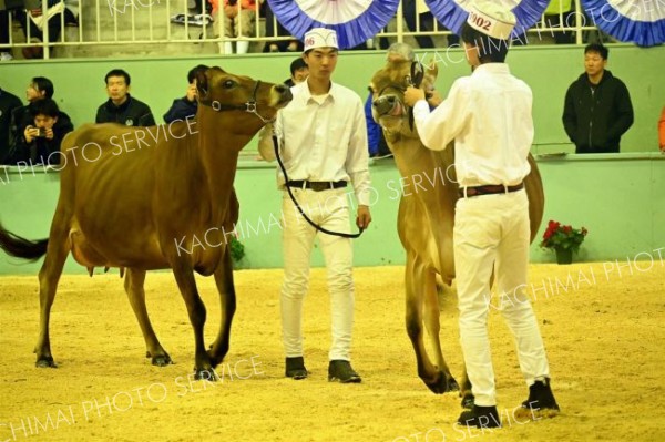 ホルスタイン種だけでなくジャージー種の部も設けられ、互いに競った