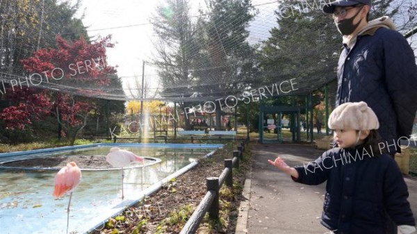 夏季開園最終日を迎えたおびひろ動物園でフラミンゴを観察する親子（３日午前１０時５０分ごろ）