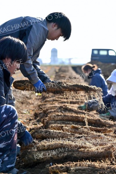 猛暑で豊作傾向か　十勝川西長いも秋の収穫スタート　「とろろにして」