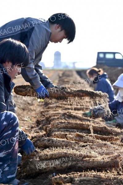 畑から掘り起こされたナガイモ