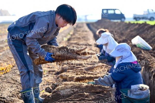 秋の収穫が始まったナガイモ畑。所有の畑で。金野和彦撮影）