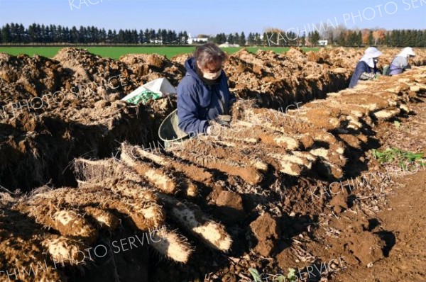 秋の収穫が始まったナガイモ畑