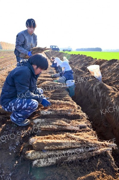秋の収穫が始まったナガイモ畑