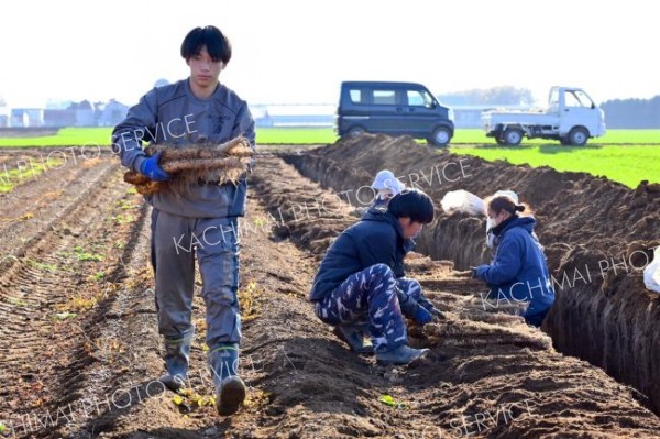 秋の収穫が始まったナガイモ畑
