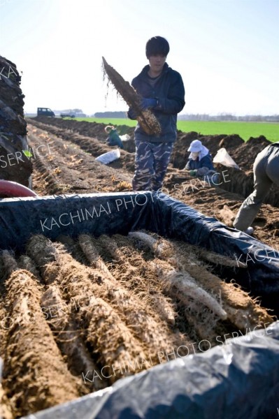 秋の収穫が始まったナガイモ畑