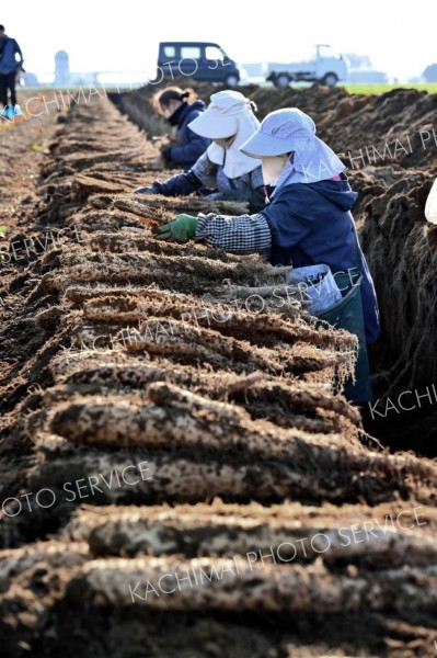 秋の収穫が始まったナガイモ畑