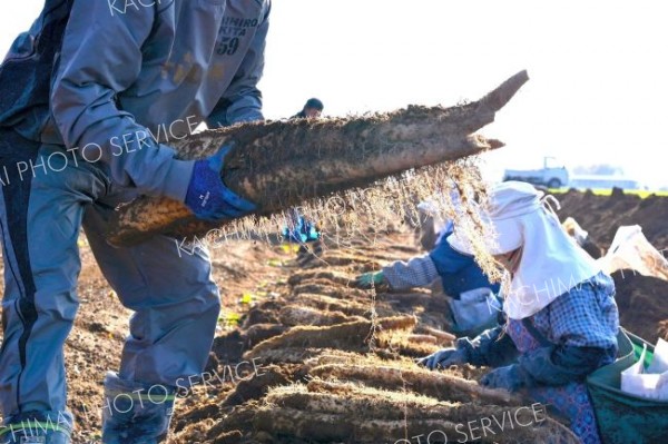 秋の収穫が始まったナガイモ畑