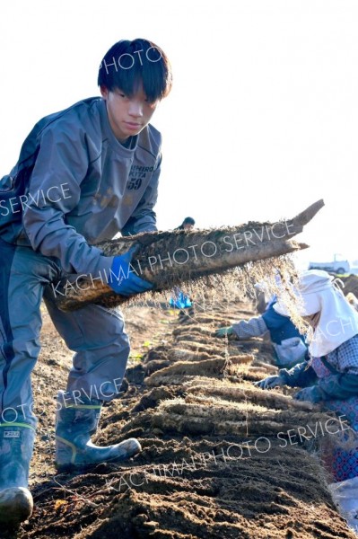 秋の収穫が始まったナガイモ畑