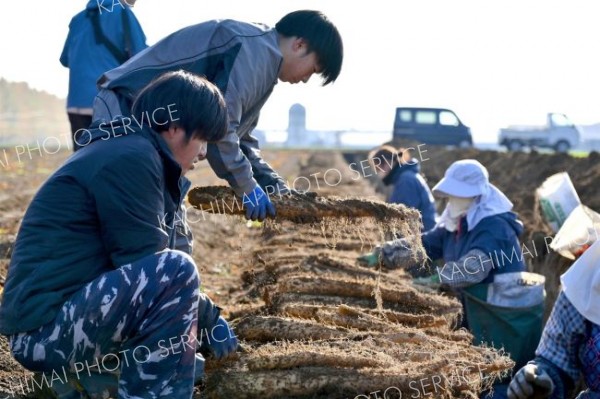秋の収穫が始まったナガイモ畑