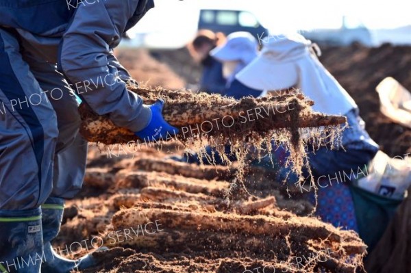 秋の収穫が始まったナガイモ畑