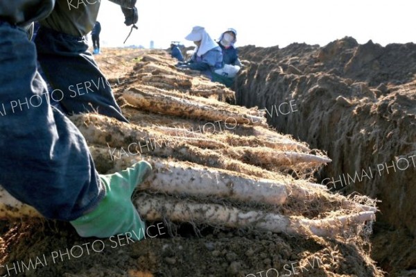 秋の収穫が始まったナガイモ畑