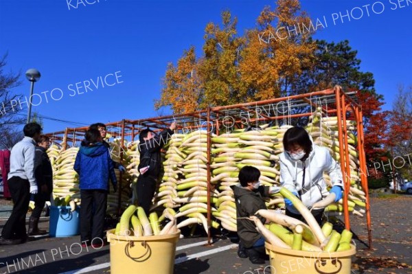 漬け物シーズン到来　平和園でダイコン干し