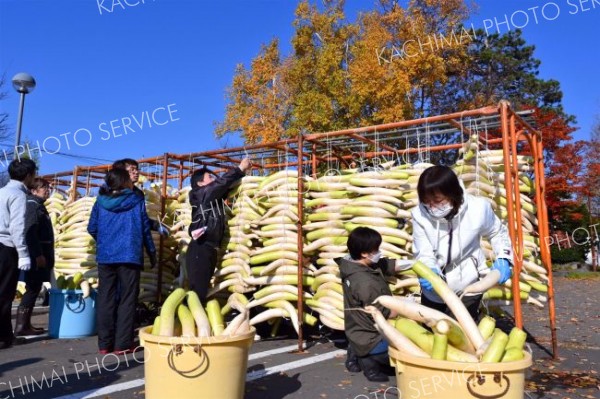 漬け物用のダイコンを干す平和園の社員（４日午前９時４０分ごろ。幕別町内の平和園札内店で。金野和彦撮影）