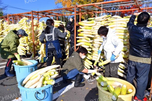 漬け物用のダイコンを干す平和園の社員（４日午前９時４０分ごろ。幕別町内の平和園札内店で。金野和彦撮影）