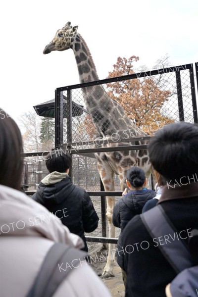 バックヤードからキリンを観察する参加者ら