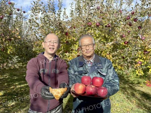 秋の風物詩、サクサクのアップルパイ　芽室の菓子のまさおかと松下リンゴ園がコラボ