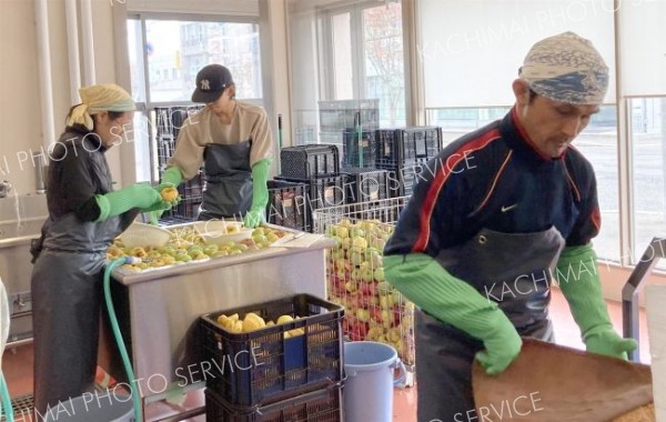 足寄産の無農薬・無肥料リンゴを使って仕込み作業に励むスタッフ