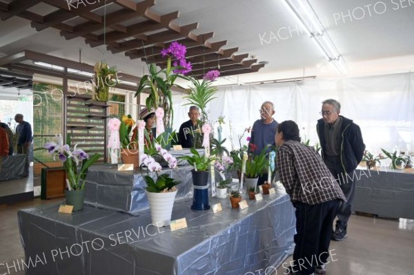 丹精した洋ラン咲き誇る　１４、１５日に音更で帯広蘭友会展示会