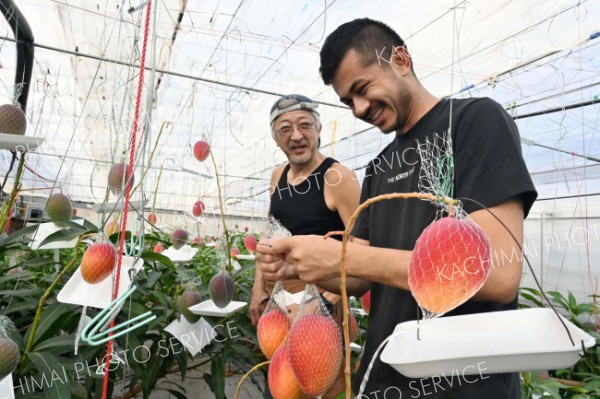 米名門大の大学院生が北国のマンゴー研究　文化人類学の視点で調査