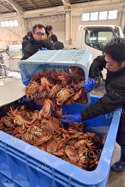 十勝港で毛ガニ漁　今季初水揚げ