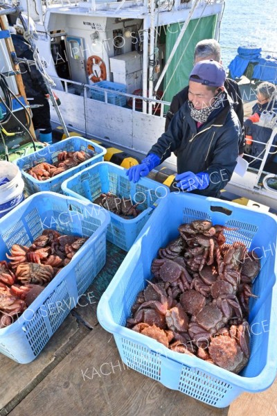 十勝港で毛ガニ漁　今季初水揚げ 3