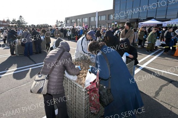地場産マチルダの詰め放題に奮闘する来場者（２３日正午ごろ、須貝拓也撮影）