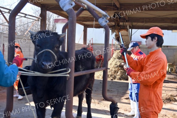 牛の体重と体高を測定する生徒たち