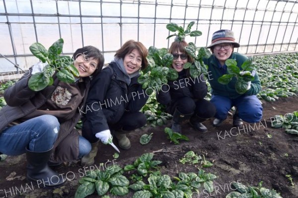 ちぢみホウレンソウ　甘くて美味　茂古沼農場で収穫・試食～まちマイ音更編