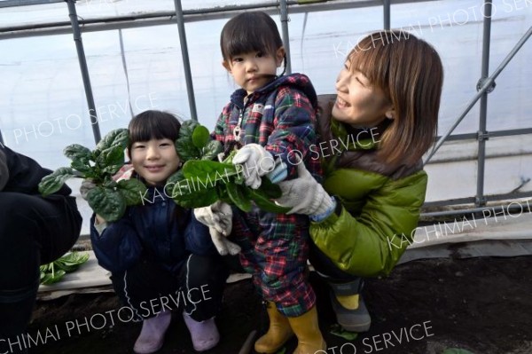 ちぢみホウレンソウの収穫作業に挑戦した親子