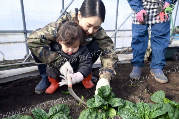 ちぢみホウレンソウの収穫に挑戦する親子