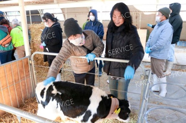 大友牧場の子牛とふれあう参加者たち