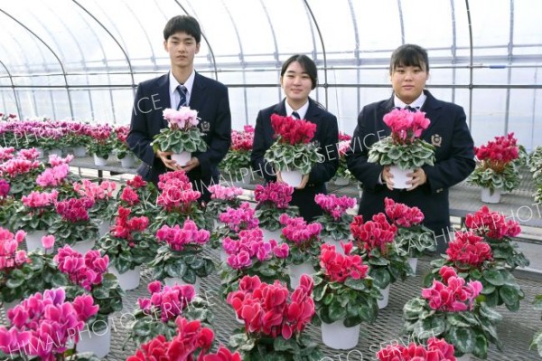 冬の室内に彩りを～２７日から鉢花販売　音更高校