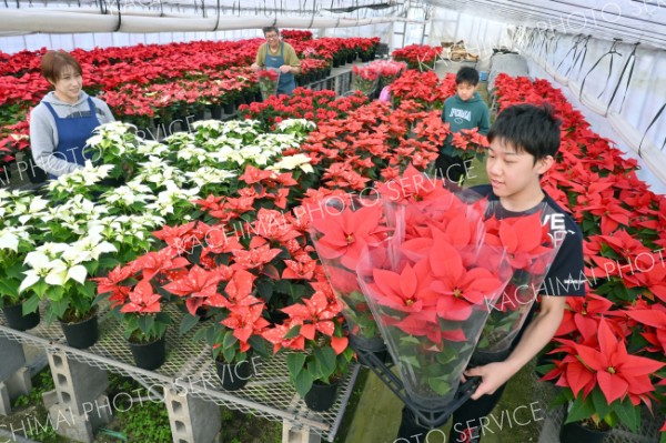 花言葉は「聖夜」　ポインセチアの出荷最盛期　青木園芸～師走スケッチ