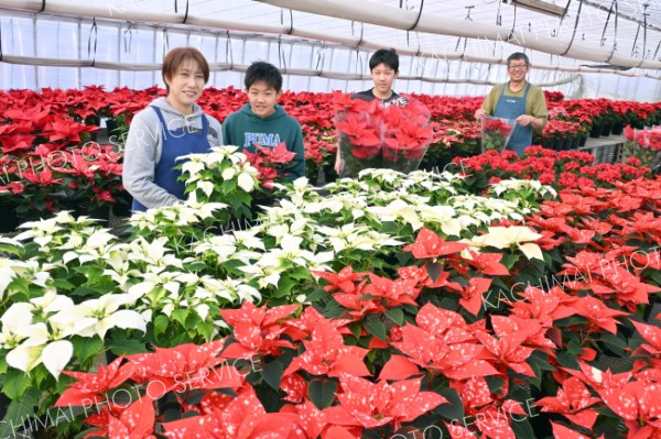 青木農園のポインセチア出荷（金野和彦撮影）