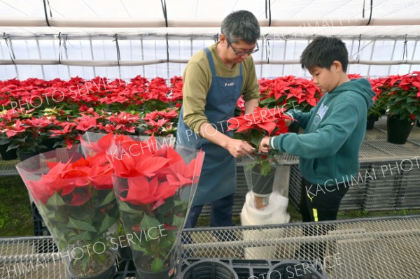 青木農園のポインセチア出荷（金野和彦撮影）