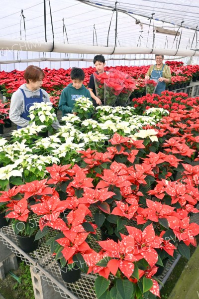 ポインセチアの出荷が始まった青木農園（１１月３０日、金野和彦撮影）