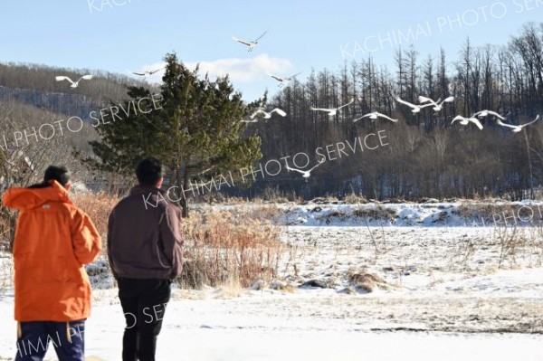全道タンチョウ越冬分布調査、十勝でも