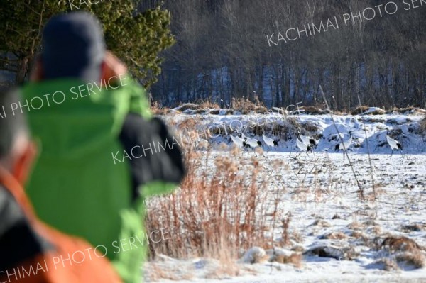 タンチョウの群れを観察する職員ら