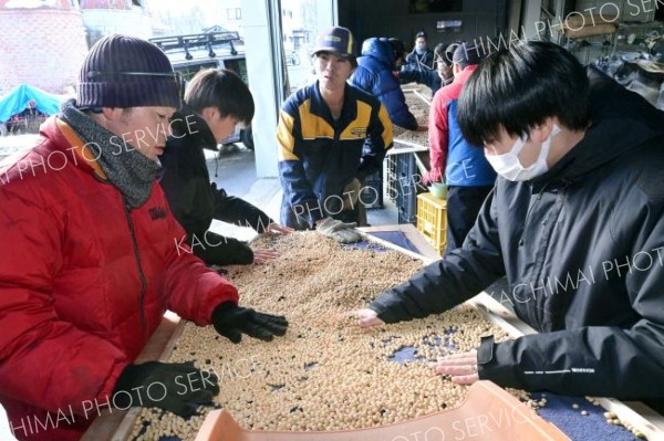 「豆まかナイト」へ準備着々　ＪＡ本別青年部などが大豆選別