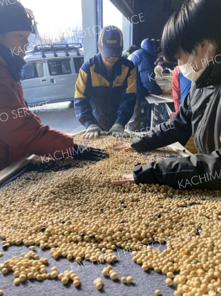 豆まかナイトで使用する大豆の選別作業を進めるＪＡ本別町や商工会の青年部ら実行委メンバー