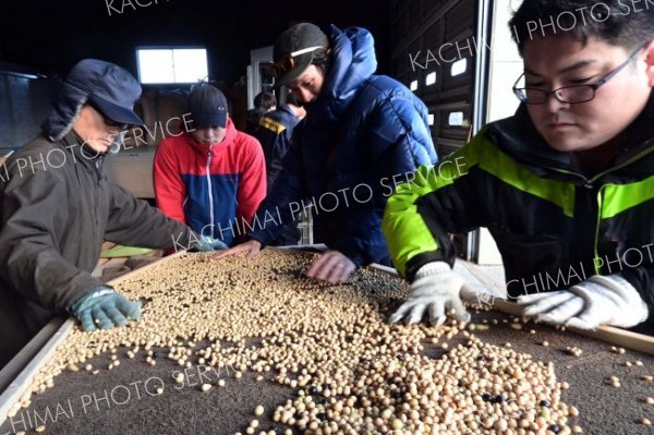 豆まかナイトで使用する大豆の選別作業を進めるＪＡ本別町や商工会の青年部ら実行委メンバー