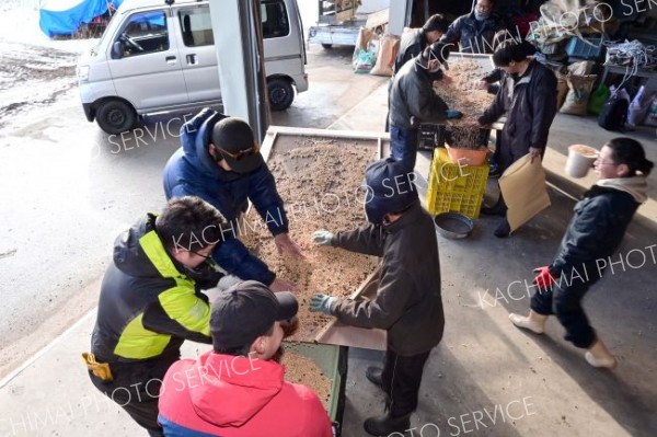 豆まかナイトで使用する大豆の選別作業を進めるＪＡ本別町や商工会の青年部ら実行委メンバー