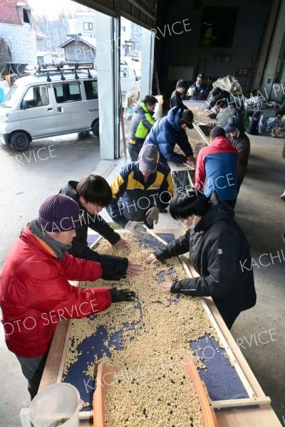 豆まかナイトで使用する大豆の選別作業を進めるＪＡ本別町や商工会の青年部ら実行委メンバー