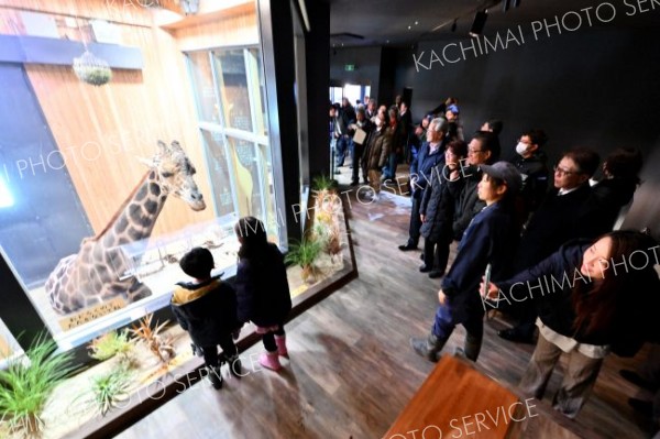 おびひろ動物園冬季開園　新キリン館公開でにぎわう