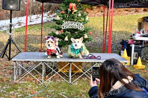 わんわん冬祭り　クリスマス衣装で仮装コンテスト 2