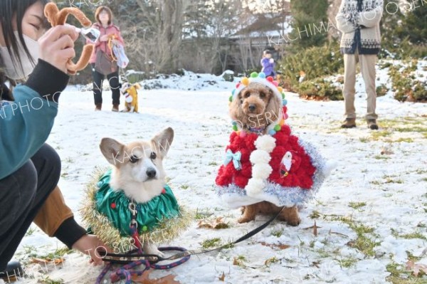 わんわん冬祭り　クリスマス衣装で仮装コンテスト 4