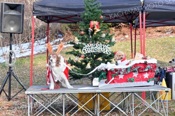 わんわん冬祭り　クリスマス衣装で仮装コンテスト 5