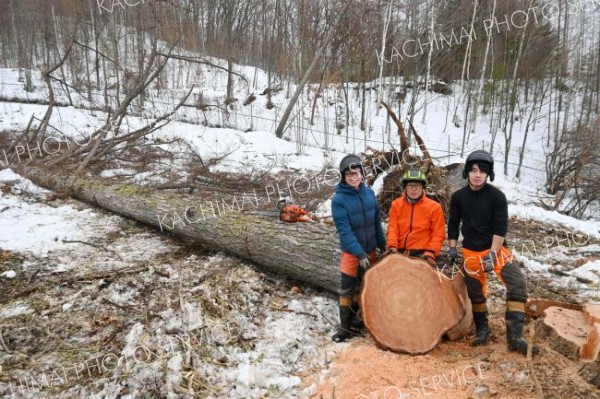樹齢１００年を超えるカラマツを伐採した
