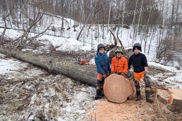 樹齢１００年を超えるカラマツを伐採した