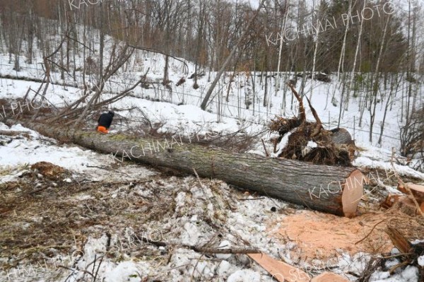 入植の歴史伝える樹齢１００年超のカラマツを伐採